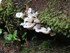 Pleurocybella porrigens