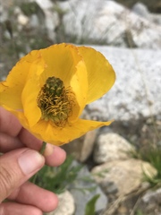 Papaver croceum