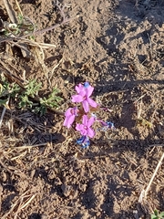 Glandularia tenera