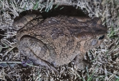 Sclerophrys gutturalis