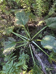 Symplocarpus foetidus