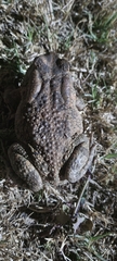 Sclerophrys gutturalis