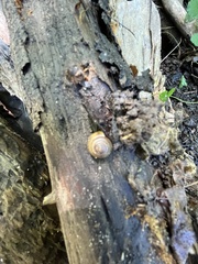 Gastrodontidae