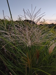 Miscanthus sinensis