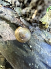 Gastrodontidae