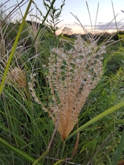 Miscanthus sinensis