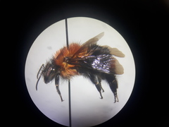 Bombus rubicundus