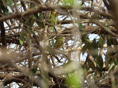 Cyclarhis gujanensis