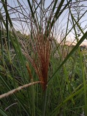 Miscanthus sinensis