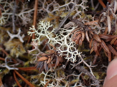 Cladonia portentosa
