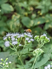 Sparnopolius confusus