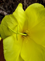 Oenothera glazioviana