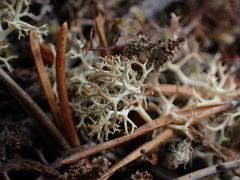 Cladonia portentosa