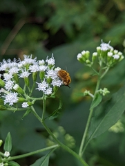 Sparnopolius confusus