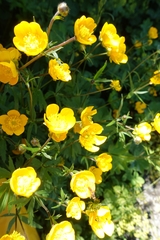 Ranunculus polyanthemos