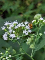 Sparnopolius confusus