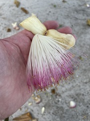 Barringtonia asiatica