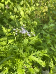 Conoclinium dissectum