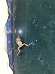 Pseudacris hypochondriaca