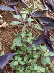 Parietaria judaica