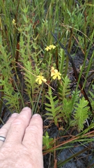 Hypericum cistifolium