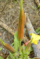 Oenothera glazioviana