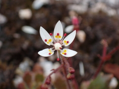 Micranthes ferruginea