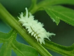 Cryptolaemus montrouzieri