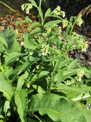 Symphytum officinale