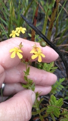 Hypericum cistifolium