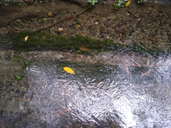 Egeria densa