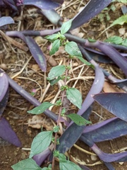 Parietaria judaica