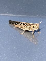 Schistocerca americana