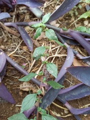Parietaria judaica