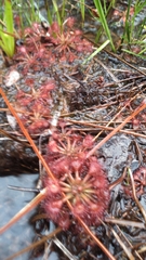 Drosera capillaris