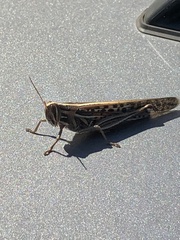Schistocerca americana