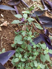 Parietaria judaica