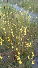 Utricularia juncea