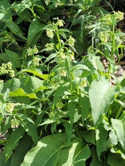 Symphytum officinale