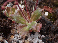 Micranthes ferruginea