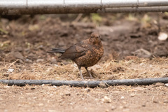Turdus merula