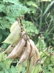 Astragalus penduliflorus
