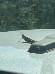 Schistocerca americana