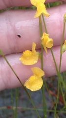 Utricularia juncea