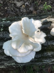 Pleurotus populinus