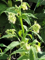 Symphytum officinale