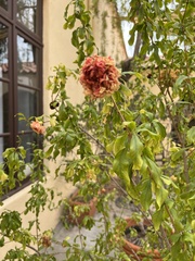 Punica