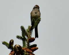 Spizelloides arborea