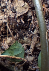 Odontomachus chelifer