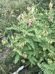 Astragalus penduliflorus